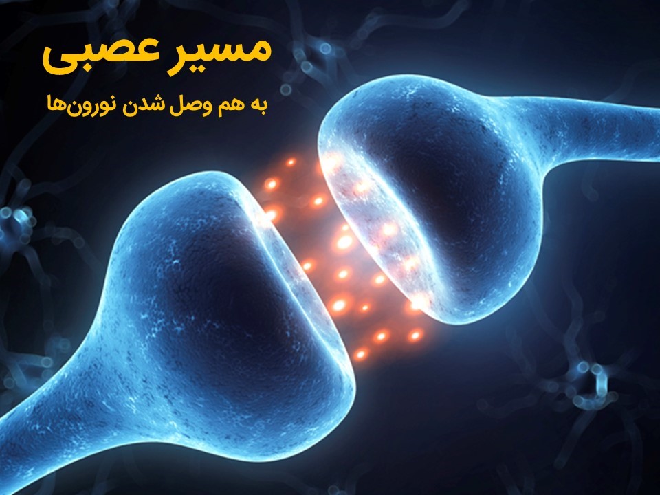 مسیر عصبی چیست